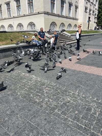 The image depicts an outdoor scene in front of a building in Drohobych, Ukraine. A group of people, including an adult male, an adult female, and two children, are interacting with a large flock of pigeons. The male is seated on a low wall, and the female stands nearby, holding a white cloth. One child is seated next to the male, and the other child stands in front of them. Pigeons are gathered on the ground and in the air, some appearing to be feeding. The environment consists of a paved area with stone tiles, a grassy slope, and a building with arched windows in the background.