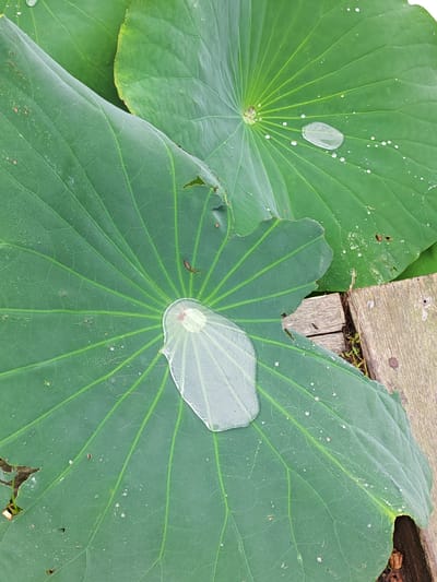 The image shows large, green lotus leaves with water droplets on them, resting on a wooden surface. In the foreground, a large, translucent water droplet is prominently displayed on a lotus leaf, with many smaller droplets scattered across its surface. The veins of the leaf are clearly visible. In the background, another lotus leaf is visible, also with water droplets. The wooden surface appears weathered and consists of planks. The scene is outdoors, suggesting a natural or garden environment. There are no people or animals visible in the image. The setting is the city of Kondratenovka, Russia.