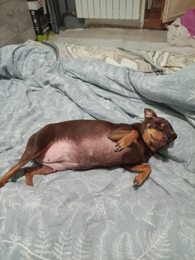 A small, brown, short-haired dog is the central subject, lying on its back with its belly exposed on a bed. The dog's fur is a rich brown, with lighter tan markings visible on its face and paws. Its eyes are closed or nearly closed, and its mouth is slightly upturned, suggesting a peaceful, contented, or sleeping state. Its pink belly is visible, showing prominent teats, which may indicate it is a female dog, possibly having recently given birth or lactating. Its paws are gently curled.

The dog is resting on bedding that features a light blue or grey-blue base color with a white, intricate botanical pattern of leaves and ferns. In the background, at the head of the bed, another bedding pattern in beige and grey swirls is visible.

The room's background shows elements of a bedroom. To the left, a light-colored chest of drawers or cabinet is partially visible. On top of this cabinet, a dark box with the word "Tefal" clearly printed on it can be seen. Below the cabinet, a bright green object is partially visible. To the right of the bed, a white radiator is affixed to the wall. Further right, a wooden doorframe and some clutter, including a fluffy white object and a hint of pink fabric, are present.

The scene appears to be an indoor setting, likely a home in Chulman, Russia. The lighting is soft, suggesting a relaxed atmosphere, possibly during the evening or night. The overall impression is one of a domestic pet enjoying a comfortable rest.