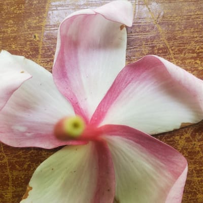 The image displays a close-up, overhead view of a single, pale pink and white flower petal, possibly from a dogwood or magnolia. The petal is positioned on a textured, brown wooden surface that appears to be weathered, with visible grain and scratches. The petal is predominantly white, with soft pink or magenta edges and veins radiating from the center. A small, blurred green and yellow stamen-like structure is visible in the center of the petal. There is no indication of people, actions, or interactions. The environmental context is limited to the flower and the wooden surface. The location in Ribina East, Nigeria, is not discernible from the visual information presented in the image.