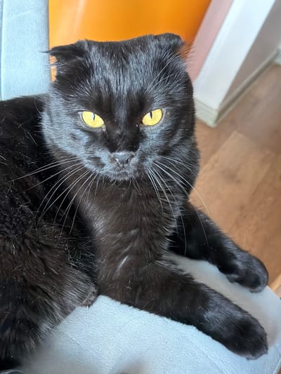 A black cat with folded ears and bright yellow eyes is lying on a light-colored surface. The cat is facing the camera with its head slightly tilted. Its whiskers are prominent and spread out. The background shows an orange wall and a wooden floor. The image is a close-up of the cat, with only its head and front paws clearly visible. The setting appears to be indoors, in a domestic environment.
