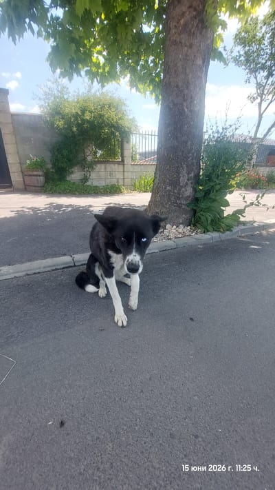 A black and white dog with heterochromia, one blue eye and one brown eye, sits on an asphalt surface in front of a tree. The dog is positioned in the lower-middle portion of the frame, facing the viewer. Its body is mostly black with white markings on its chest, legs, and muzzle. The dog is sitting with its front legs extended forward and its hind legs tucked underneath.
The background consists of a tree with a rough, textured trunk to the right of the dog. To the left of the dog, there is a low concrete wall with a metal fence behind it. Green foliage and bushes are visible behind the wall and around the base of the tree. The ground is paved with asphalt and bordered by a curb and a strip of gravel. The sky is visible above, with some clouds and sunlight filtering through the leaves of a large tree in the upper portion of the image. The timestamp "15 юни 2026 г. 11:25 ч." is present in the lower right corner of the image. The location is identified as Каменар, Bulgaria.