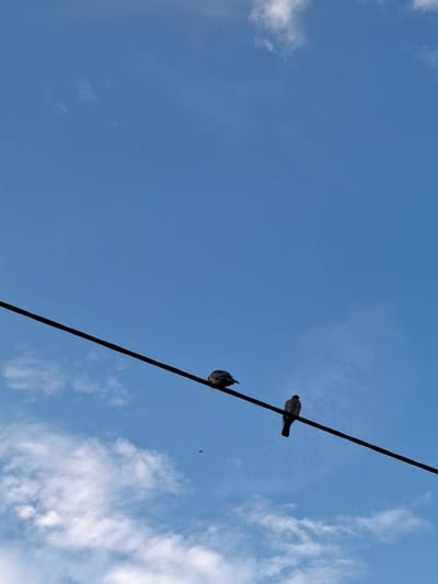Two pigeons are perched on a black wire against a clear blue sky with scattered white clouds. The pigeon on the left is facing left and appears to be grooming or resting. The pigeon on the right is facing right, standing upright. The wire stretches diagonally across the frame from the lower left to the upper right. A small insect is visible in the lower center of the frame, near the wire. There are no identifiable landmarks in the image to suggest a specific location in Middleton Tyas, United Kingdom.