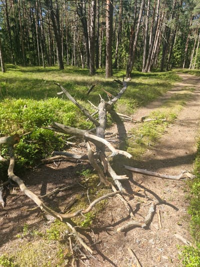 The image depicts a forest path in Mērsrags, Latvia, with a fallen, weathered tree trunk and branches lying across the foreground. The ground is covered with pine needles, moss, and low-lying green foliage. Tall, slender pine trees with a dense canopy dominate the background. Sunlight filters through the trees, casting shadows on the path and forest floor. There are no people visible in the image.