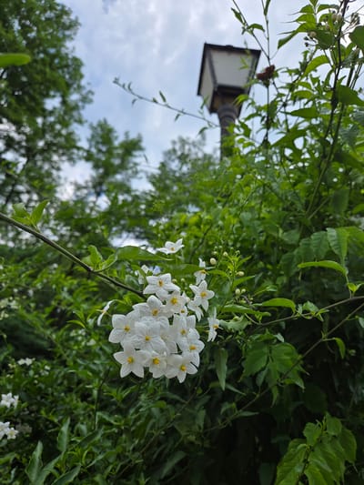 The image shows a close-up view of white star-shaped flowers with yellow centers, clustered on a vine with green leaves. In the background, a dark, old-fashioned lamppost is partially visible behind the foliage. The scene is set outdoors, with blurred green trees and a cloudy sky filling the upper portion of the image. The lighting suggests it is daytime. This scene could be located in a garden or park in Doneztebe / Santesteban, Spain.