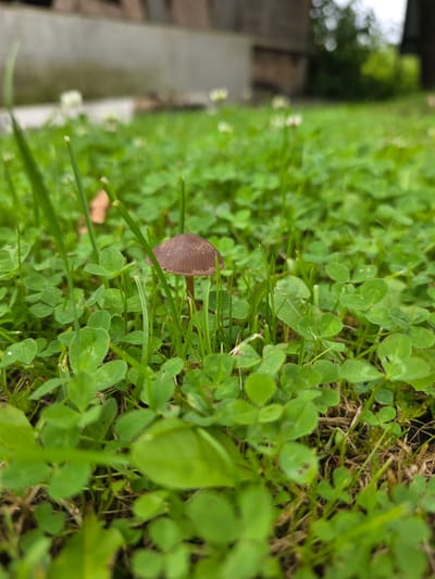 A single, small, brown mushroom with a conical cap stands in a patch of bright green clover and grass. The mushroom is centrally located, slightly to the right of the frame's vertical midpoint. The background is blurred, showing hints of a wooden structure and greenery. The lighting suggests an overcast day. The scene appears to be an outdoor environment, possibly a garden or lawn, in the city of Dorki, Russia.
