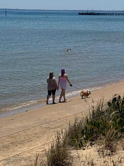 The image captures a daytime scene at a beach in Frankston, Australia, under clear, sunny skies. Two individuals are walking along the sandy shoreline, accompanied by a small dog on a leash.

The person walking slightly ahead wears a light-colored top, shorts, and a distinctive purple beanie. They are holding the leash of a small, brown and white dog, which is walking on the wet sand at the water's edge. Behind them, another person is walking, dressed in a darker top and shorts. Both individuals are positioned with their backs partially towards the viewer, facing along the beach.

To the right of the sandy beach, a strip of natural vegetation with dry grasses and green bushes runs parallel to the waterline. The body of water, likely Port Phillip Bay, appears calm with gentle ripples. Several birds are visible in the water; one is closer to the shore near the walking group, and another is further out. In the far distance, a long pier or jetty extends into the water from the land on the left side of the frame, with faint structures discernible along its length. The sky is a clear blue. There is no visible text in the image.