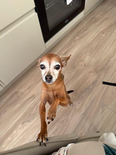 A small brown dog with white fur around its muzzle and eyes is standing on its hind legs, reaching up towards the camera. It is in an indoor setting, on a wooden floor, with light-colored cabinets and a dark appliance visible in the background. The dog's front paws are extended upwards, and its body is slightly tilted. The scene is well-lit, suggesting an indoor environment during daylight.