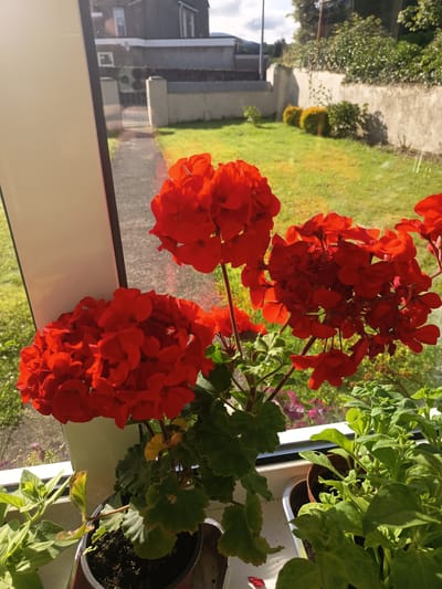 This image shows a close-up view of red geraniums blooming in pots on a windowsill, with a view of a suburban garden and house in Millstreet, Ireland, through the window. The geraniums are in full bloom, with vibrant red petals. In the background, a pathway leads to a gate, and beyond that, a lawn, a stone wall, and a house with a pitched roof are visible. The sky is partly cloudy. The scene is well-lit by natural sunlight.