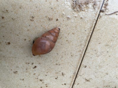 A single snail with a brown, coiled shell is positioned on a textured, light-colored tile surface. The tile is slightly grimy, with small dark specks and some lighter, possibly organic debris scattered across it. A thin, dark line, likely a grout line or crack, runs diagonally through the lower right portion of the image, separating the tiles. The background is largely out of focus. The snail's body is partially visible, appearing dark and fleshy, protruding from the opening of its shell. The lighting suggests an outdoor setting, possibly during the daytime. The scene is devoid of any human presence or activity. The location is described as Aiyegunle, Nigeria.