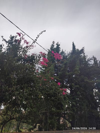 The image captures an outdoor scene with lush green foliage and vibrant pink bougainvillea flowers in the foreground. Several tall, dark green coniferous trees are visible behind the flowering bushes. A wire cable stretches across the upper part of the image, intersecting with the trees and flowers. A wire mesh fence runs along the lower portion of the frame, suggesting a boundary or enclosure. The sky is overcast, indicating a cloudy or possibly rainy day. The timestamp "24/06/2026 14:20" is present in the lower right corner of the image. The setting appears to be a garden or natural area within a residential or semi-rural environment. No people are present in the image. The overall mood is serene, with the contrast between the dark greenery, bright flowers, and muted sky.