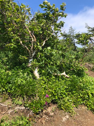The image depicts a natural outdoor scene, likely in a mountainous or hilly area, with lush green vegetation and a clear blue sky. The foreground is dominated by a small, light-barked tree with vibrant green leaves, set amidst dense ground cover of various plants and grasses. Several pink flowers are visible among the greenery in the lower right portion of the image. In the background, taller evergreen trees can be seen. The terrain appears uneven, with exposed roots and soil suggesting a path or trail to the right. There are no people or animals visible in the scene. The location is identified as Ola, Russia.