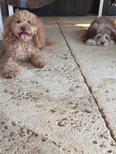 Two toy poodles are lying on a textured, light-colored concrete surface. The dog in the foreground is brown and lying on its back with its tongue sticking out, appearing happy and playful. The second dog, in the background, is mostly obscured and appears to be a lighter brown or grey color, also lying down. The concrete surface has visible cracks and a rough texture. The lighting suggests it is daytime, possibly sunny, casting shadows. The image appears to be taken outdoors, given the natural light and the concrete material. The scene is simple, focusing on the dogs and their environment. There is no visible text in the image.