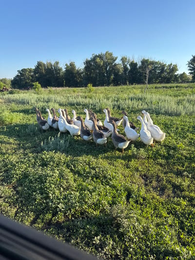 A flock of geese is gathered in a grassy field with trees in the background under a clear blue sky. The geese are a mix of white and grey, with some appearing to be preening or interacting with each other. The grass is green and appears to be a pasture or meadow. The time of day is likely daytime, given the bright sunlight and blue sky. The setting is rural, suggested by the open field and trees. There are no people or visible text in the image.