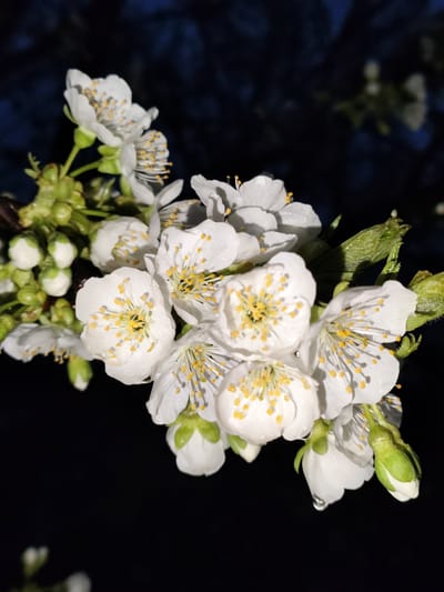 A close-up photograph shows a cluster of white cherry blossoms in full bloom, with some buds yet to open, against a dark, out-of-focus background. The blossoms have delicate petals and yellow stamens. Some petals have small droplets, indicating moisture. The stem and green buds are also visible. No people are in the frame. The location in Yerzhovo, Moldova, cannot be verified from the image alone.