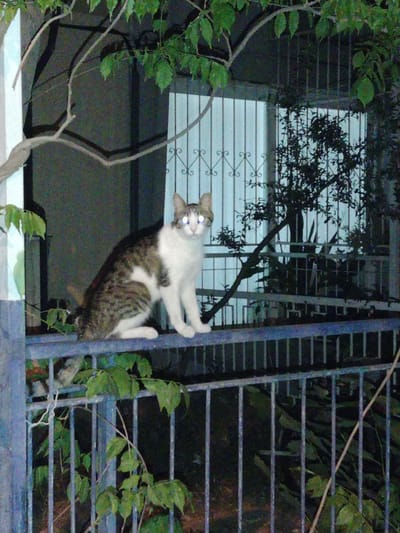 A tabby and white cat sits on a blue metal railing in front of a building with a barred window at night. The cat's eyes glow white. Green leaves hang from branches above the railing, and some are on the railing itself, obscuring parts of the metal structure. The building's facade is dark, and the barred window is dimly lit from behind. The scene appears to be outdoors, possibly in a residential area of Karşıyaka, Turkey, given the architectural style of the railing and window.