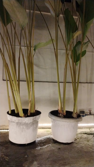Two potted plants with tall, slender stalks and large leaves are positioned on a wet, dark gray floor. The plant on the left is in a weathered, light gray pot with a textured surface, and the plant on the right is in a white, fluted plastic pot. The background consists of a light-colored, textured wall. A water faucet and meter are visible on the right side of the image, near the wall. The lighting appears to be artificial, casting a warm glow. The scene is located in Banjarsari, Indonesia.