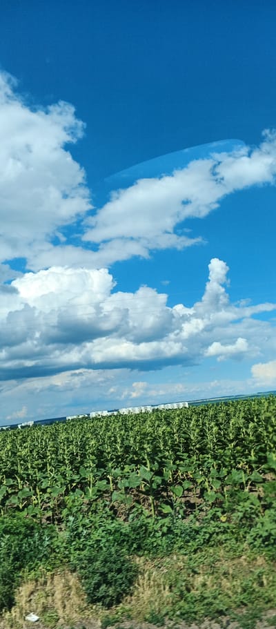 The image depicts a vast, verdant field of young sunflowers under a bright blue sky dotted with fluffy white clouds. The sunflowers are densely planted, with their green stalks and leaves filling the lower half of the frame. In the distance, a line of white buildings stretches horizontally across the horizon, suggesting a settlement or industrial area. The overall scene is one of rural agriculture and clear weather, likely taken from a moving vehicle as indicated by a faint diagonal line across the top of the image. The location is identified as Mala Smilyanka, Ukraine.