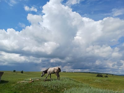 A light-colored horse is standing in a grassy field under a partly cloudy sky. The horse is facing to the left and appears to be grazing. The field is rolling and green, with some scattered trees in the distance. The sky is a mix of blue and white clouds, with some darker clouds on the left side of the frame, suggesting a possible storm. There are a few logs lying on the ground in the foreground, near the horse. The scene appears to be rural, with no buildings or people visible other than the horse.
