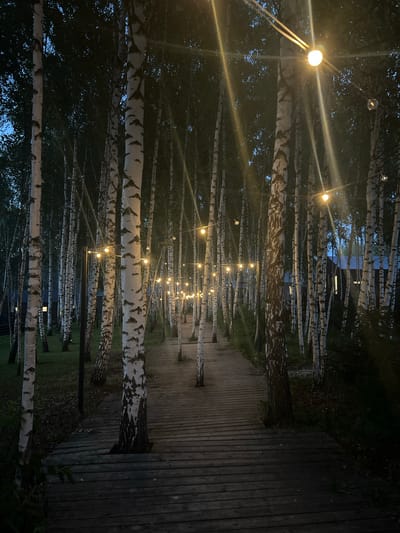 The image depicts a wooden walkway meandering through a dense grove of birch trees at dusk. String lights, illuminated with a warm glow, are strung between the trees, casting a magical ambiance over the scene. The walkway is constructed from dark wooden planks, worn and weathered, suggesting it has seen much use. The birch trees, with their distinctive white bark and dark markings, stand tall and slender, their branches reaching towards the darkening sky. The foliage is thick, creating a sense of enclosure and intimacy. In the background, hints of buildings can be seen, their windows emitting a soft light, suggesting a nearby settlement. The overall impression is one of tranquility and natural beauty, a peaceful retreat from the bustle of city life. This scene is located in the village of D'yakovo, Russia.