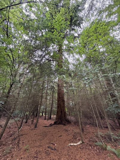 The image, presented rotated 90 degrees counter-clockwise, depicts a dense, tranquil forest, consistent with a temperate woodland environment in Penn, United Kingdom. A large, mature tree with a thick, rough-barked trunk dominates the central-left of the frame, its canopy extending upwards.

The forest canopy is rich with vibrant, bright green foliage, appearing feathery and light, possibly indicating new growth or specific conifer species. This lively green contrasts with areas of darker, denser needles and numerous bare, slender branches, some of which show light-colored moss or lichen growth. The overhead sky is bright but diffused, suggesting an overcast day or heavily filtered sunlight through the dense tree cover.

The forest floor is uniformly covered in a thick layer of reddish-brown pine needles and fallen leaves, creating a soft, earthy texture underfoot. This carpet of debris extends into the distance, where numerous tall, straight tree trunks recede into the depths of the woodland, forming a dense, natural wall. A few lighter, possibly fallen branches or roots are visible on the forest floor in the mid-ground.

No human activity or objects are visible, contributing to a sense of untouched nature and quiet solitude. The overall mood is serene and immersive. There is no visible text in the media file.