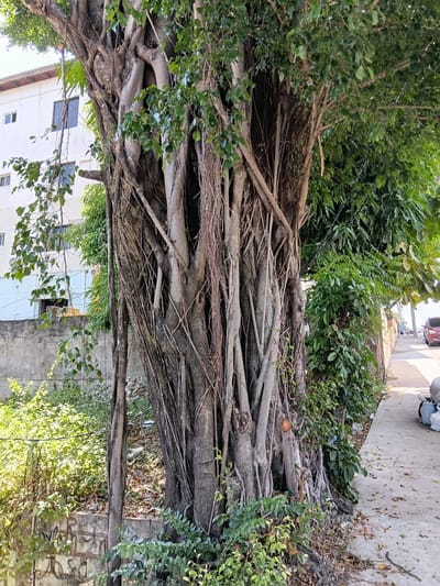 The image depicts a large, mature banyan tree with its characteristic aerial roots cascading down and intertwining with the main trunk. The tree is situated outdoors, likely in a semi-urban or residential area, as evidenced by the presence of a building with white walls and dark-framed windows in the background. The ground around the tree is covered with debris, fallen leaves, and smaller branches, suggesting a natural, perhaps unkempt, setting.
The scene appears to be bathed in natural daylight, indicating it was taken during the day, possibly morning or afternoon. The foliage of the tree is lush and green, contrasting with the earthy tones of the exposed roots and the grey concrete of a wall visible on the right side of the frame. Small green plants and bushes also grow around the base of the tree and along the wall.
There are no visible people or specific activities taking place. The focus is entirely on the impressive natural structure of the banyan tree and its surroundings. The image conveys a sense of natural grandeur and the passage of time, as the tree has clearly grown and developed over many years. Some black cables or wires are visible among the leaves and branches, hinting at the proximity of utility infrastructure. The overall impression is one of a natural element thriving in a developed environment.