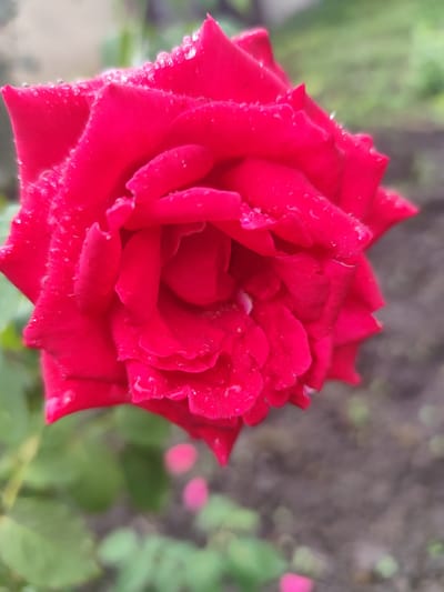 A close-up, eye-level, vertical shot captures a vibrant red rose in full bloom. The rose's petals are covered in tiny water droplets, suggesting it may have recently rained or been watered. The depth of field is shallow, with the rose in sharp focus and the background softly blurred. The background consists of out-of-focus green foliage, dark soil, and hints of pink blurs, likely other flowers. The image was taken in a garden setting, possibly in Beglatoy, Russia, based on the information provided. There are no people or animals visible in the frame. The overall impression is one of natural beauty and freshness.