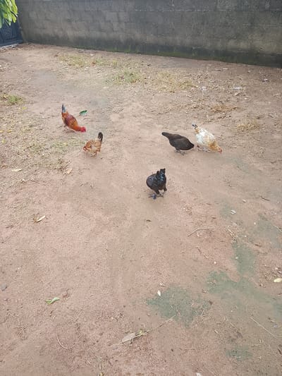 A flock of five chickens are gathered on a dirt ground in a backyard. The chickens are of various colors, including brown, white, and black. Some of the chickens are pecking at the ground, while others are standing still. The background of the image features a concrete wall and some dry grass. The scene is likely in an urban or suburban environment. The location is Barikin Sibre, Nigeria.