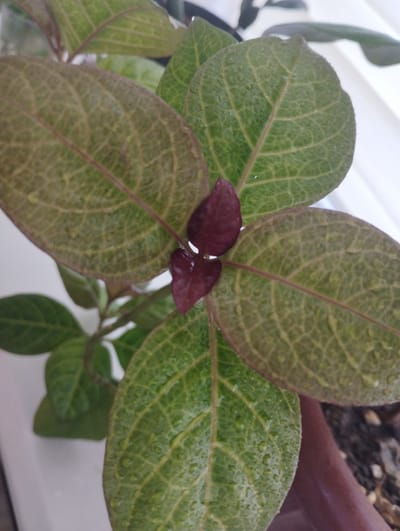A close-up, top-down shot showcases a small, leafy plant with prominent veining on its leaves. The leaves are a mix of green and muted reddish-brown hues, with small water droplets dotting their surfaces. In the center, a cluster of two small, heart-shaped leaves are a deep burgundy color. The plant appears to be potted, with glimpses of soil and a dark brown or maroon ceramic pot visible at the bottom. The background is out of focus, with hints of white and a dark green leaf suggesting other plants or a surface. The lighting suggests it is daytime, possibly indoors near a window. This image is not specific to Zarafshan, Uzbekistan; it is a general botanical image.