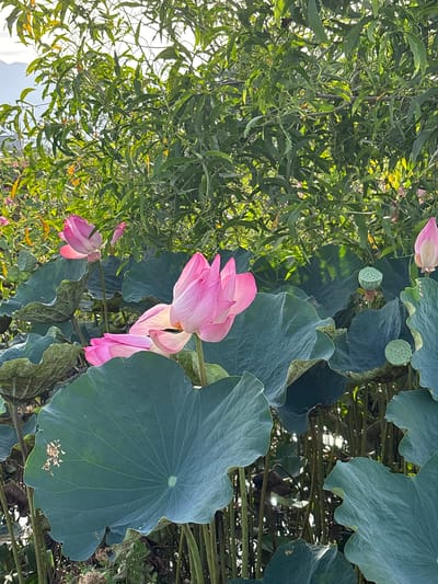 The image depicts a close-up view of a lotus pond in Ham Thuan, Vietnam. Several pink lotus flowers are in bloom, with their petals unfurled. Large, dark green lotus leaves form a dense canopy, with some showing signs of wear. In the background, lush green foliage creates a natural backdrop, with sunlight filtering through the leaves. A few seed pods are visible among the leaves, indicating the growth cycle of the lotus plants. The overall scene conveys a sense of natural tranquility and the beauty of a flourishing aquatic garden.