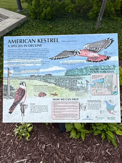 The image shows an informative sign about the American Kestrel, a species in decline. The sign is placed outdoors, on a lawn area with mulch and some greenery. The sign itself is rectangular and features illustrations of the kestrel, along with text detailing its characteristics, habitat, and conservation efforts.

The sign is positioned at an angle, with the top left corner closer to the camera than the bottom right. The background behind the sign consists of lush green bushes and a tree trunk. To the left of the sign, a grey stone pathway or border is visible. The ground in front of the sign is covered with a layer of wood mulch and some small green plants.

The text on the sign discusses the American Kestrel's breeding habits, food and hunting techniques, and migration patterns within New York State. It also provides a section titled "How We Can Help," offering actionable steps to support the species. Illustrations on the sign depict a male kestrel in flight, a female kestrel perched on a post, and smaller illustrations of its prey and a nesting box. A map of New York State indicates kestrel migration routes.

The overall scene suggests an educational display in a park or natural area, likely intended to inform visitors about local wildlife and conservation. The presence of the Audubon and New York State Department of Transportation logos suggests it is part of a public outreach program. There are no people visible in the image.