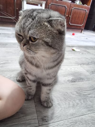 A grey tabby cat with folded ears is sitting on a wooden floor. The cat is facing left and looking at the camera with one eye open and one eye closed, giving it a winking appearance. The cat's fur is striped, and its eyes are yellow. To the left of the cat, a portion of a person's leg is visible. The background shows a wooden cabinet with drawers and a white structure that appears to be a shelf or part of a furniture piece. There are also a few small objects scattered on the floor, including a red cube and a colorful, possibly paper, object. The lighting suggests an indoor environment. The image does not provide any information about the city of Saran city administration, Kazakhstan.