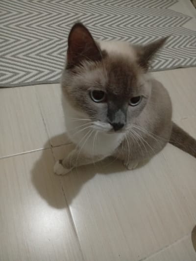 A light-brown cat with dark points on its ears, face, and tail sits on a tiled floor. The cat has blue eyes and white paws. In the background, a gray and white patterned rug is visible. The image is a close-up of the cat, with the floor taking up the lower portion of the frame and the rug in the upper left corner. The scene appears to be indoors. There is no information in the image to indicate its location in Balçova, Turkey.