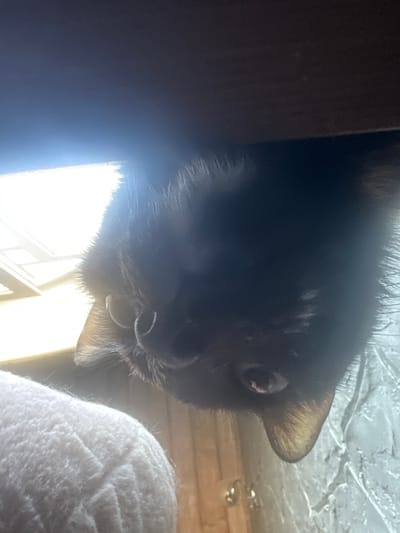 The image shows a close-up, low-angle view of a black cat's face peeking over the edge of a dark surface, possibly a shelf or a piece of furniture. The cat is looking directly at the camera with a wide-eyed, curious expression. Its fur is dark and appears soft. The background is a bright, blown-out light source, likely a window with strong sunlight coming through, creating a high-contrast scene. To the right of the cat, a textured, white object, possibly a fluffy blanket or cushion, is partially visible. The overall lighting suggests daytime. The location context is Ozerki, Russia.