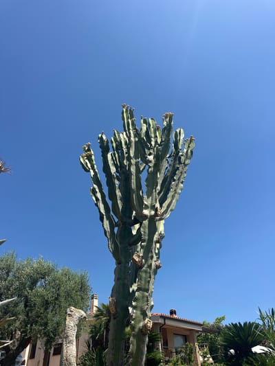 The image shows a large cactus plant against a clear blue sky. The cactus has thick, segmented branches and appears to be in a lush, green environment, possibly a garden or yard. In the background, there is a building with a terracotta roof, suggesting a Mediterranean or Italian setting. Trees and other foliage are also visible, adding to the sense of a warm, outdoor location. The lighting suggests it is daytime, with bright sunlight casting shadows. There are no people or visible text in the image. The overall scene evokes a sense of tranquility and natural beauty.