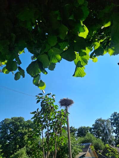 An exterior, low-angle, medium shot captures a stork's nest situated atop a utility pole against a bright blue sky in the village of Zhmurawski Sel'ski Savet, Belarus. The nest, constructed from twigs and other natural materials, contains at least three small, white chicks. A tall, leafy tree with slender branches extends upward from the foreground, partially obscuring the nest and pole. Overhead, lush green leaves from another tree canopy fill the upper portion of the frame, casting dappled shadows. In the background, a dense line of various trees, predominantly deciduous, forms a natural barrier. The lower right of the image shows the gabled roofs of two houses, one with a visible window, nestled amongst the foliage. Power lines are visible stretching horizontally across the sky. The overall scene depicts a serene, rural setting under clear, sunny conditions.