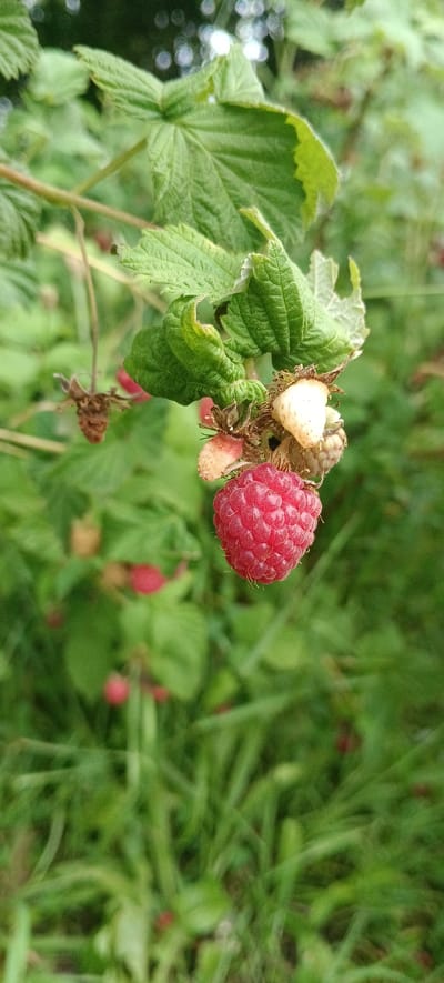 This is a close-up, vertical shot of a ripe raspberry hanging from a branch among green leaves and grass. The raspberry is a vibrant red and appears plump, with its characteristic segmented texture visible. Several other raspberries are in various stages of development on the same branch, with some appearing pale pink or white, and others withered and dried. The leaves are a lush green, some with serrated edges and prominent veins. The background is blurred, showing more green foliage and hints of dried stems. The image conveys a natural, agricultural setting, likely a raspberry bush in a garden or field. The lighting suggests it is daytime, possibly with soft, diffused light, as there are no harsh shadows. The focus is entirely on the raspberries and their immediate surroundings, creating a sense of abundance and the peak of the harvest season. There is no visible text in the image. The location context indicates this scene is from the Hatzyn Village Council in Belarus.