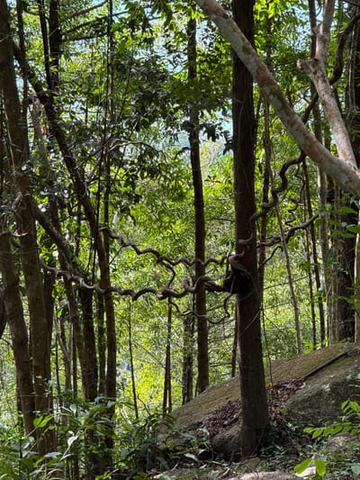 The image shows a dense forest scene, likely in Moo 7, Thailand, characterized by numerous trees and thick vines. The perspective is from below, looking up into the canopy. Tree branches interweave, creating a complex network of lines. Some vines exhibit a twisted, spiraling growth pattern. The color palette is dominated by shades of green from the foliage and brown from the tree trunks and branches. The light filters through the canopy, creating varying intensities of illumination.