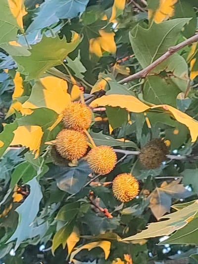 The image displays a cluster of round, spiky seed pods hanging from a tree, interspersed with green and yellow leaves. The seed pods are light brown and have a rough, textured surface. Some of the leaves are bright yellow, suggesting they may be changing color, while others are a deep green. The background is a blur of foliage and branches, indicating the photo was taken outdoors. The setting appears to be a natural environment, possibly a park or garden within the city of Valverde de Leganés, Spain, given the context provided. No people or specific actions are visible.