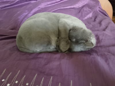 This media file shows a gray cat curled up asleep on a purple, wrinkled blanket. The cat is facing to the right, with its head tucked into its body, forming a tight ball. The blanket appears to be made of a satin-like material, with folds and creases that create shadows and highlights. There is some white embroidery on the lower part of the blanket, forming a pattern of thin lines and dots. The background is out of focus, but appears to be a wooden surface, possibly a chair or furniture. The lighting suggests it could be daytime, but the indoor setting makes it difficult to determine the exact time of day or weather. The overall mood is peaceful and cozy, as the cat is clearly comfortable and resting. There is no visible text in the image. The location is specified as Mozhga, Russia.
