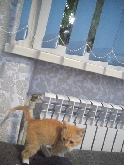An orange tabby kitten stands on a dark surface in front of a white radiator and a grey, patterned wall. Blue vertical blinds hang in the background, allowing sunlight to filter through. A pipe with a valve is visible near the wall. The scene appears to be indoors, possibly in Vinkivtsi, Ukraine.