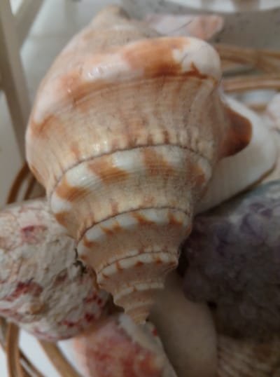 A close-up, slightly blurred shot focuses on a large, tan and white conch shell with distinct spiral ridges. The shell is positioned in the foreground, tilted slightly upwards and to the right. The surface of the shell exhibits a pattern of alternating tan and white bands, with some areas showing a slightly rough texture.
To the left and slightly behind the conch shell, part of another shell is visible. This shell appears to be lighter in color, possibly white with reddish-pink speckles or markings.
In the background, to the right of the conch shell, a portion of a purple-hued shell is partially visible, offering a contrasting color. The background is generally out of focus, suggesting a shallow depth of field. The overall setting appears to be indoors, possibly a display or collection of shells. The image does not provide any information that can be used to determine its location in the city of Wedel, Germany.