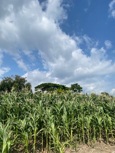 The image shows a field of corn plants with tassels against a blue sky with scattered white and gray clouds. In the background, there are several trees, some appearing dense and green, others more sparse. The corn stalks are tall and green, filling the foreground and mid-ground of the image. The ground appears to be dry soil. The scene suggests an outdoor agricultural setting in Parlondut, Indonesia. There are no people or animals visible in the image.