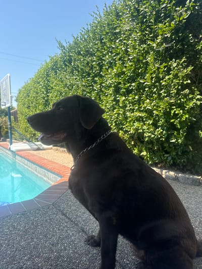 A chocolate or black Labrador Retriever-type dog is depicted in profile, seated on a grey aggregate concrete surface in a residential backyard in Rocklin, United States. The dog, wearing a silver chain collar, faces left with its mouth slightly open and a pink tongue visible. To the immediate left of the dog is a swimming pool with light blue water, bordered by reddish-brown coping bricks. A tall, dense green hedge forms the background. A white basketball backboard and hoop are partially visible beyond the pool to the far left. Overhead utility lines are present against a clear blue sky. The scene is brightly lit by direct sunlight.