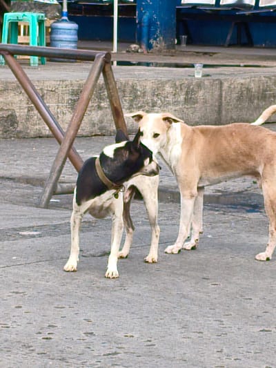 Two dogs are standing on a concrete surface. One dog is black and white with a collar, and the other is light brown and white. The dogs appear to be interacting, possibly greeting each other or sniffing. In the background, there is a metal structure and a large blue water jug. Further in the background, there are glimpses of blue structures and what appears to be a blue bench or seating area. The scene suggests an outdoor setting, possibly a street or an open area in a public space. The lighting is bright, indicating it is daytime. There is no visible text in the image. The overall impression is of an everyday scene in a location that could be an urban or semi-urban environment. The context provided indicates the location is Cavite City, Philippines.