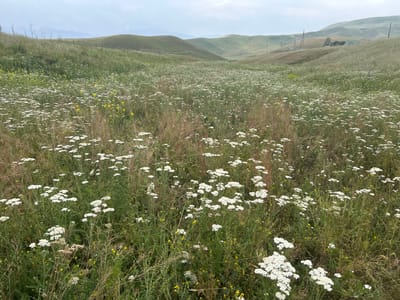 The image depicts a sprawling meadow filled with a dense carpet of white wildflowers, primarily yarrow, interspersed with patches of smaller yellow flowers and tall green grasses. The meadow gently slopes upwards, revealing rolling, verdant hills in the background. The sky is overcast, casting a diffused light over the landscape. In the distance, on the crest of one of the hills, a small cluster of buildings, including a house with a green roof and what appears to be some sort of utility structures with power lines, is visible. The overall scene suggests a rural or semi-rural setting in the vicinity of Дедемель, Kyrgyzstan. There are no people or animals present in the image. The environment is natural and undisturbed, save for the distant human structures.