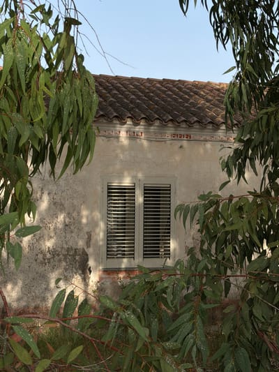The image shows the facade of an old building, partially obscured by the branches and foliage of eucalyptus trees. The building has a tiled roof, a weathered stucco wall with areas of peeling paint, and a single window with closed white shutters. The window is framed by a brick border. The surrounding vegetation consists of tall, thin eucalyptus trees with long, slender green leaves. The ground is covered with dry grass and some scattered red bricks. The scene is outdoors, under a clear blue sky. The overall impression is one of a neglected but picturesque rural or semi-rural setting.