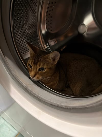 A close-up, eye-level shot captures a brown tabby cat nestled inside a washing machine drum. The cat is curled up, facing left with its head slightly turned towards the camera. Its large, dark eyes are open, and its ears are alert. The metallic interior of the washing machine is visible, with a perforated drum and a smooth outer ring. The lighting suggests an indoor environment. There are no people or other animals present. The scene depicts a common household appliance and a domestic pet.