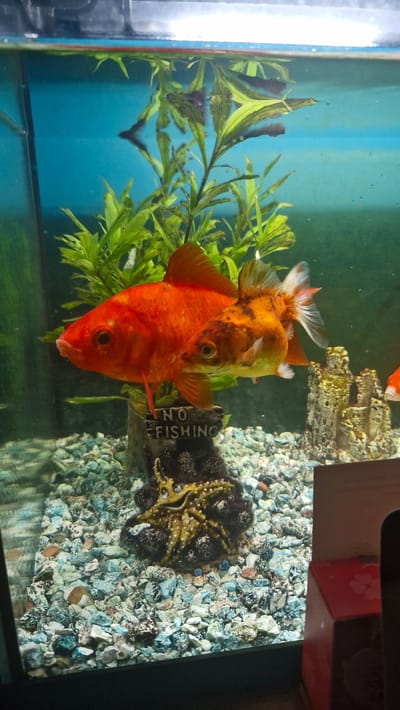 The image shows a freshwater aquarium. Inside the aquarium, there are two goldfish. One goldfish is larger and solid orange, positioned to the left. The other goldfish is smaller and mottled orange and white, positioned to the right and slightly behind the larger fish. Both fish are facing left. In the background, there are green aquatic plants. In the foreground, the gravel bed of the aquarium is visible, containing various colored pebbles. A small decorative castle and a dark, possibly ceramic, object resembling a starfish or sea creature are also present on the gravel. A sign with the text "NO FISHING" is affixed to the dark object. The water is clear. The background wall of the aquarium is a light blue. The scene depicts an indoor setting, likely a home or office, with a portion of a red box and a dark object visible in the lower right corner. The location of Uithuizen, Netherlands is not discernible from the provided image.
