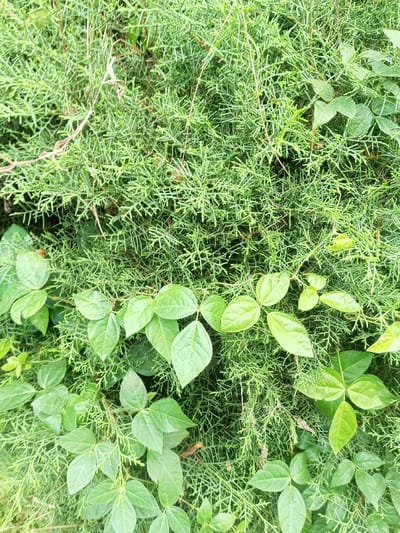 The image presents a close-up view of dense green foliage, featuring two distinct types of plants growing together. The background is dominated by a coniferous plant with tightly packed, scale-like leaves, characteristic of a juniper or cypress. This plant forms a rich, textured green mass.

Intertwined with and partially obscuring the conifer are vines featuring broader, smoother, ovate leaves. These leaves often appear in trifoliate clusters, where three leaflets emerge from a common point on the stem. The color of these vine leaves is a slightly brighter, more vibrant green compared to the underlying conifer, creating visual contrast.

The scene depicts a natural setting, likely an outdoor area in Palasari, Indonesia, where the plants are thriving. The lighting suggests it is daytime, with an even illumination that highlights the various textures and shades of green. There are no discernible activities, people, animals, or man-made objects in the frame, focusing solely on the intricate details of the plant life. No text is visible. The overall impression is one of lush, healthy, and intertwined vegetation.